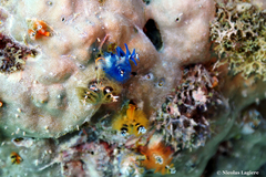 Spirobranchus corniculatus