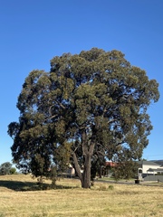 Eucalyptus tricarpa