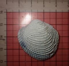 Periglypta reticulata