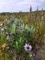 Macrolearia semidentata
