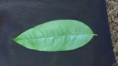 Oxydendrum