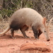 Aardvark - Photo (c) Kelly Abram, some rights reserved (CC BY), uploaded by Kelly Abram