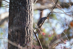 Hypsipetes amaurotis