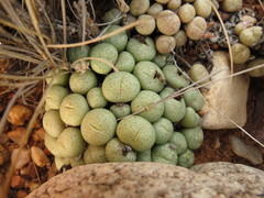 Conophytum truncatum