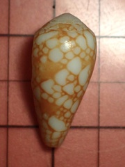Conus purus