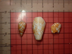 Conus purus