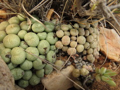 Conophytum truncatum