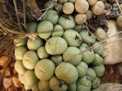 Conophytum truncatum