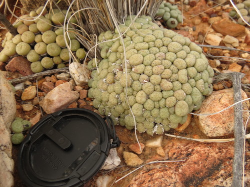 Image of Conophytum truncatum by (c) Christiaan Viljoen, some rights reserved (CC BY)
