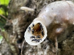 Tetragonilla collina