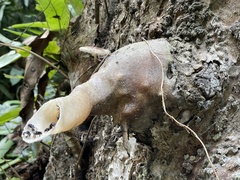 Tetragonilla collina