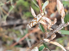 Myrascia bracteatella