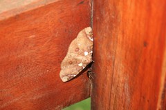 Antiblemma albipunctata