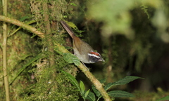 Black-Cheeked Warbler photo 3