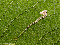 Stigmella salicis