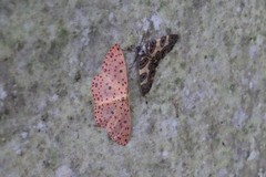 Anisodes prunelliaria