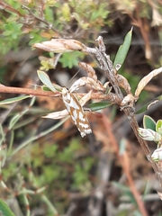 Myrascia bracteatella