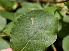 Stigmella salicis