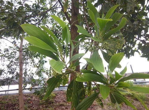Big-leaved Acacia