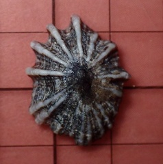 Siphonaria normalis