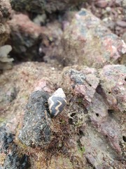 Pictocolumbella ocellata