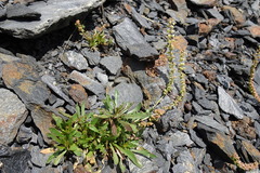 Sesamoides interrupta