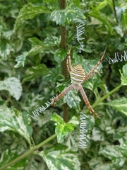 Argiope magnifica