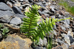 Dryopteris oreades