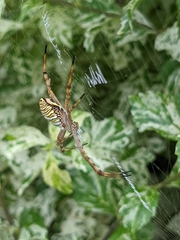 Argiope magnifica