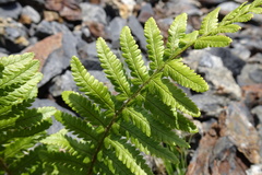 Dryopteris oreades