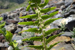 Dryopteris oreades