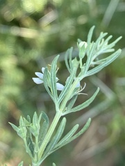Teucrium africanum