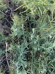 Teucrium africanum