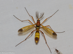 Ctenophora ornata