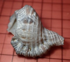 Cymatiidae