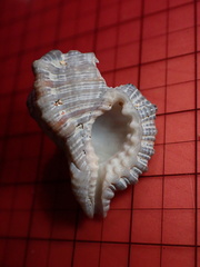 Cymatiidae