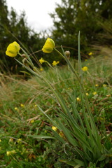 Ranunculus gramineus