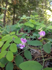 Lathyrus nevadensis