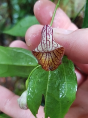 Aristolochia laheyana