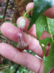 Aristolochia laheyana