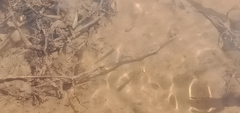 Hypseleotris galii