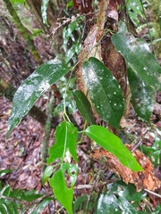 Aristolochia laheyana
