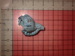 Cymatiidae
