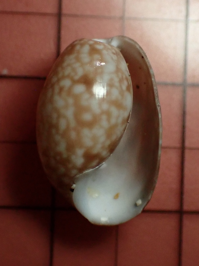 Bulla vernicosa