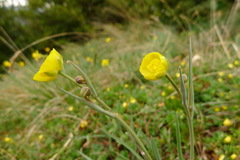 Ranunculus gramineus