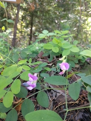 Lathyrus nevadensis