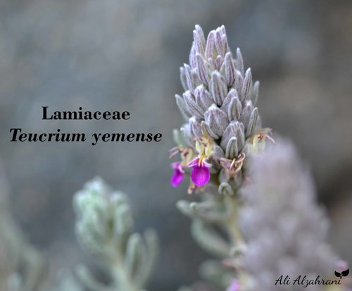 Teucrium yemense