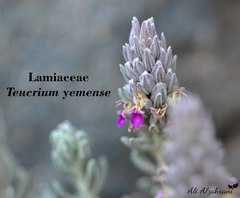 Teucrium yemense