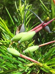Grevillea rosmarinifolia