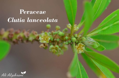 Clutia lanceolata